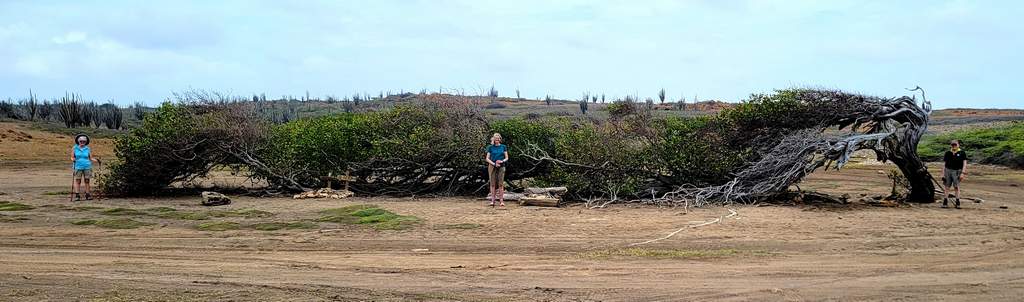 The longest tree on Bonaire